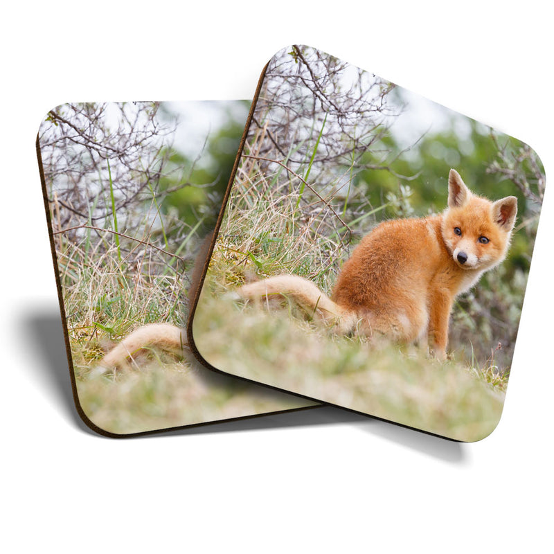 Great Coasters (Set of 2) Square / Glossy Quality Coasters / Tabletop Protection for Any Table Type - Ginger Baby Fox Cub Animal