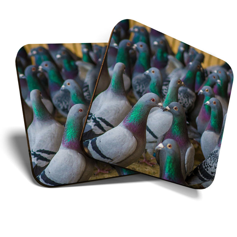 Great Coasters (Set of 2) Square / Glossy Quality Coasters / Tabletop Protection for Any Table Type - Flock of Grey Green Pigeon Birds