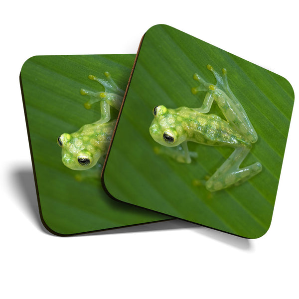 Great Coasters (Set of 2) Square / Glossy Quality Coasters / Tabletop Protection for Any Table Type - Glass Frog Jungle Frogs Green  #3302