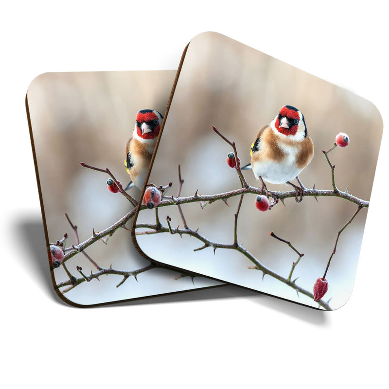 Great Coasters (Set of 2) Square / Glossy Quality Coasters / Tabletop Protection for Any Table Type - Cool Goldfinch Rose Hip Bird