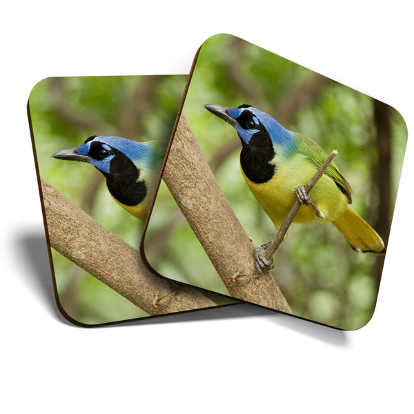 Great Coasters (Set of 2) Square / Glossy Quality Coasters / Tabletop Protection for Any Table Type - Pretty Green Jay Bird Nature  #3327