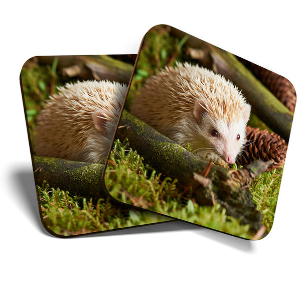 Great Coasters (Set of 2) Square / Glossy Quality Coasters / Tabletop Protection for Any Table Type - Cute Albino Hedgehog Animal  #3347