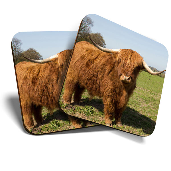 Great Coasters (Set of 2) Square / Glossy Quality Coasters / Tabletop Protection for Any Table Type - Hairy Brown Highland Cow  #3348