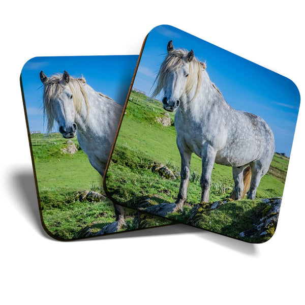 Great Coasters (Set of 2) Square / Glossy Quality Coasters / Tabletop Protection for Any Table Type - Highland Pony Scotland Horse  #3349