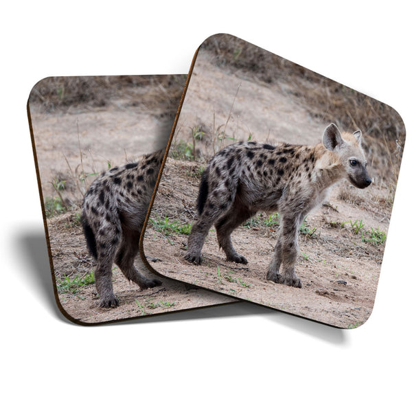 Great Coasters (Set of 2) Square / Glossy Quality Coasters / Tabletop Protection for Any Table Type - Cute Hyena Cub Wild Animal  #3373