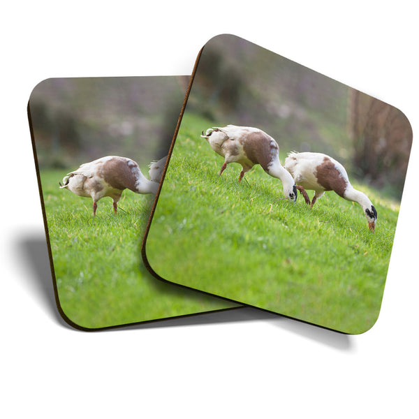 Great Coasters (Set of 2) Square / Glossy Quality Coasters / Tabletop Protection for Any Table Type - Pretty Indian Runner Duck  #3383