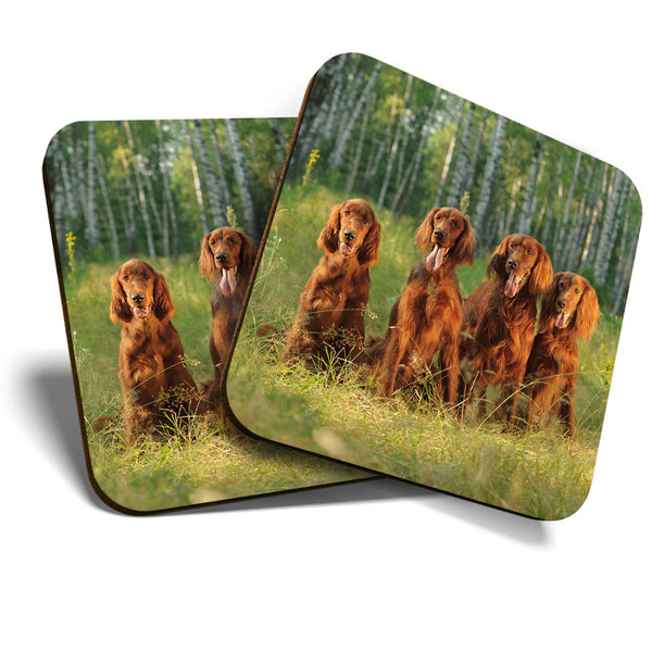 Great Coasters (Set of 2) Square / Glossy Quality Coasters / Tabletop Protection for Any Table Type - Irish Red Setter Family Dog  #3389