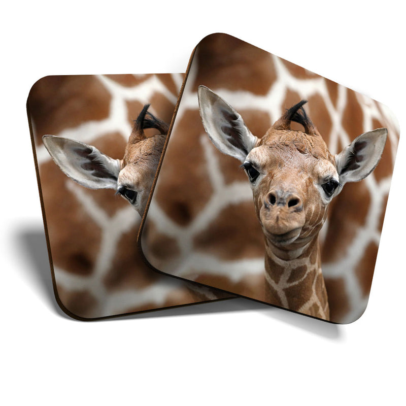 Great Coasters (Set of 2) Square / Glossy Quality Coasters / Tabletop Protection for Any Table Type - Cute Baby Giraffe Face Wildlife