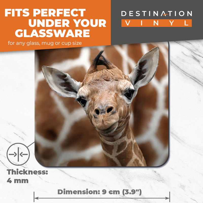 Great Coasters (Set of 2) Square / Glossy Quality Coasters / Tabletop Protection for Any Table Type - Cute Baby Giraffe Face Wildlife