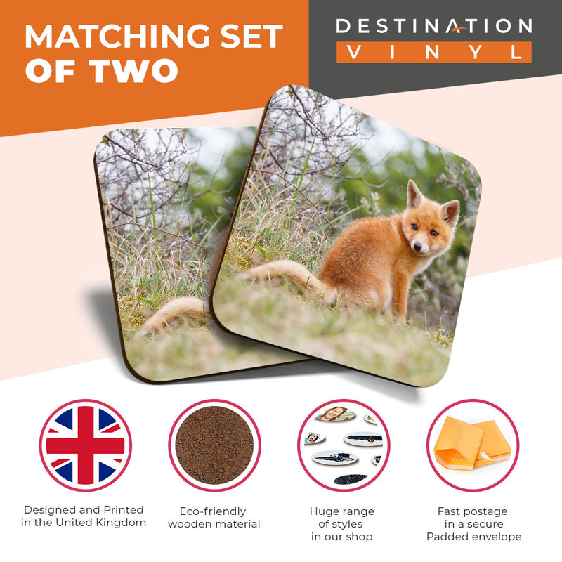 Great Coasters (Set of 2) Square / Glossy Quality Coasters / Tabletop Protection for Any Table Type - Ginger Baby Fox Cub Animal