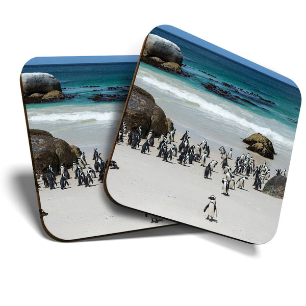 Great Coasters (Set of 2) Square / Glossy Quality Coasters / Tabletop Protection for Any Table Type - Boulders Beach Penguins Cape Town  #16260