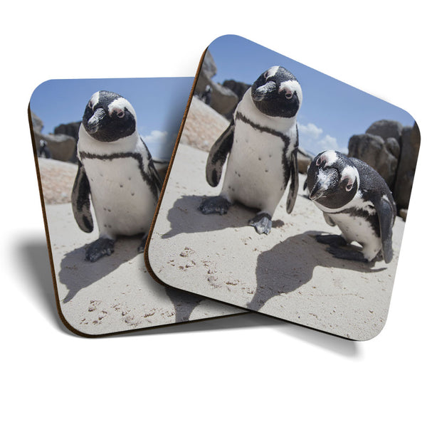 Great Coasters (Set of 2) Square / Glossy Quality Coasters / Tabletop Protection for Any Table Type - Boulders Beach African Penguins  #16261