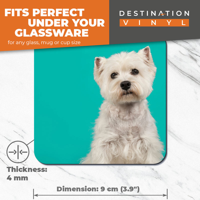 Great Coasters (Set of 2) Square / Glossy Quality Coasters / Tabletop Protection for Any Table Type - Cute West Highland Terrier Dog Westie Puppy