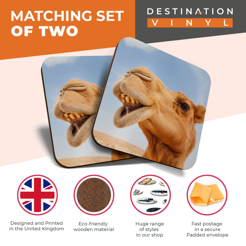 Great Coasters (Set of 2) Square / Glossy Quality Coasters / Tabletop Protection for Any Table Type - Cheeky Desert Camel Face Egypt