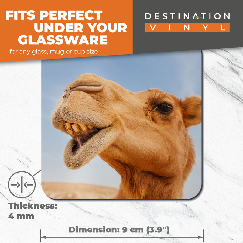 Great Coasters (Set of 2) Square / Glossy Quality Coasters / Tabletop Protection for Any Table Type - Cheeky Desert Camel Face Egypt