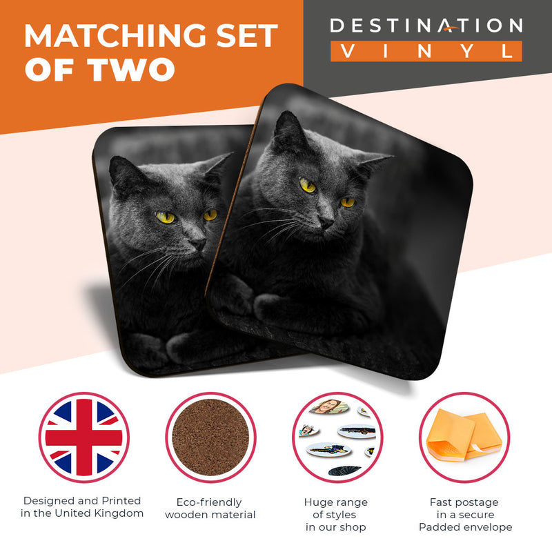Great Coasters (Set of 2) Square / Glossy Quality Coasters / Tabletop Protection for Any Table Type - Smokey Black Cat Kitten Pet