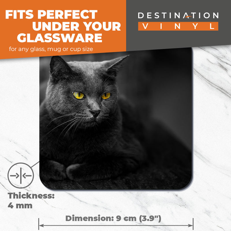 Great Coasters (Set of 2) Square / Glossy Quality Coasters / Tabletop Protection for Any Table Type - Smokey Black Cat Kitten Pet