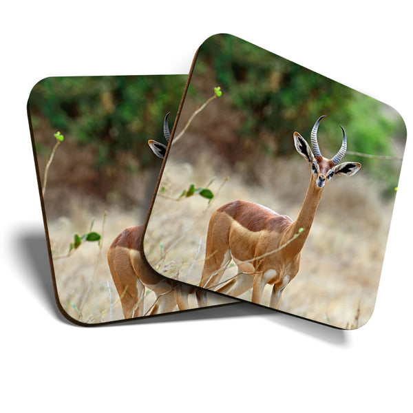 Great Coasters (Set of 2) Square / Glossy Quality Coasters / Tabletop Protection for Any Table Type - Gerenuk Savannah Antelope  #3297