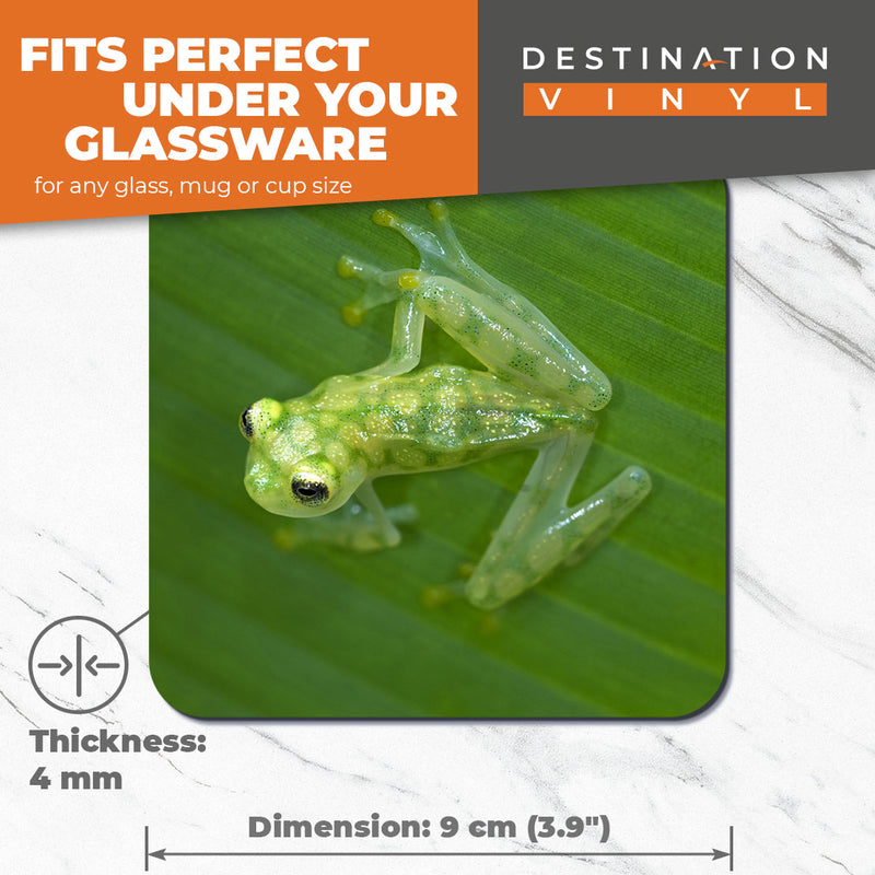 Great Coasters (Set of 2) Square / Glossy Quality Coasters / Tabletop Protection for Any Table Type - Glass Frog Jungle Frogs Green