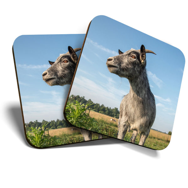 Great Coasters (Set of 2) Square / Glossy Quality Coasters / Tabletop Protection for Any Table Type - Cute Grey Goat Farm Animal  #3308
