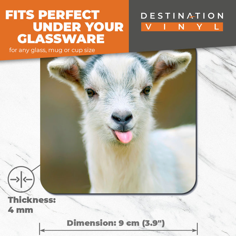Great Coasters (Set of 2) Square / Glossy Quality Coasters / Tabletop Protection for Any Table Type - Cute White Goat Farm Animal