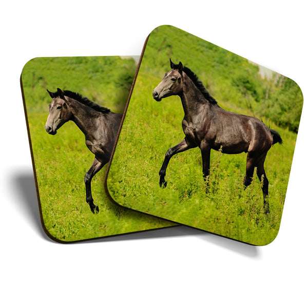Great Coasters (Set of 2) Square / Glossy Quality Coasters / Tabletop Protection for Any Table Type - Beautiful Horse Foal Pony  #3323