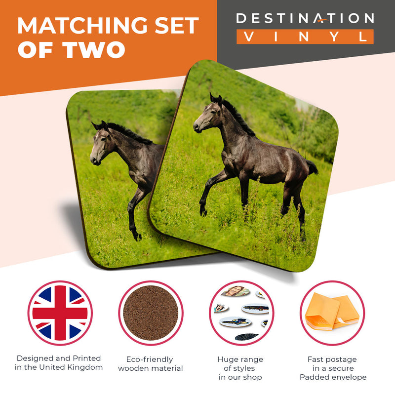 Great Coasters (Set of 2) Square / Glossy Quality Coasters / Tabletop Protection for Any Table Type - Beautiful Horse Foal Pony