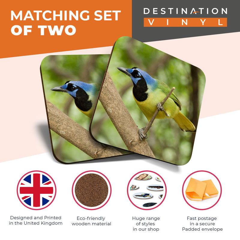 Great Coasters (Set of 2) Square / Glossy Quality Coasters / Tabletop Protection for Any Table Type - Pretty Green Jay Bird Nature
