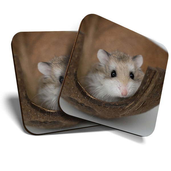 Great Coasters (Set of 2) Square / Glossy Quality Coasters / Tabletop Protection for Any Table Type - Cute Little Hamster Gerbil  #3340