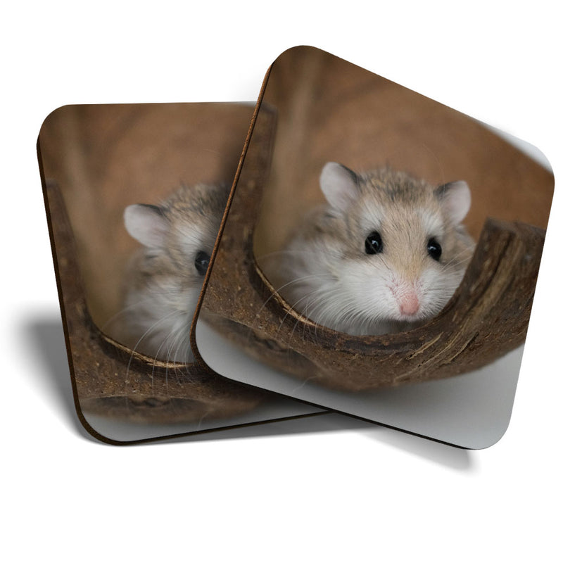 Great Coasters (Set of 2) Square / Glossy Quality Coasters / Tabletop Protection for Any Table Type - Cute Little Hamster Gerbil