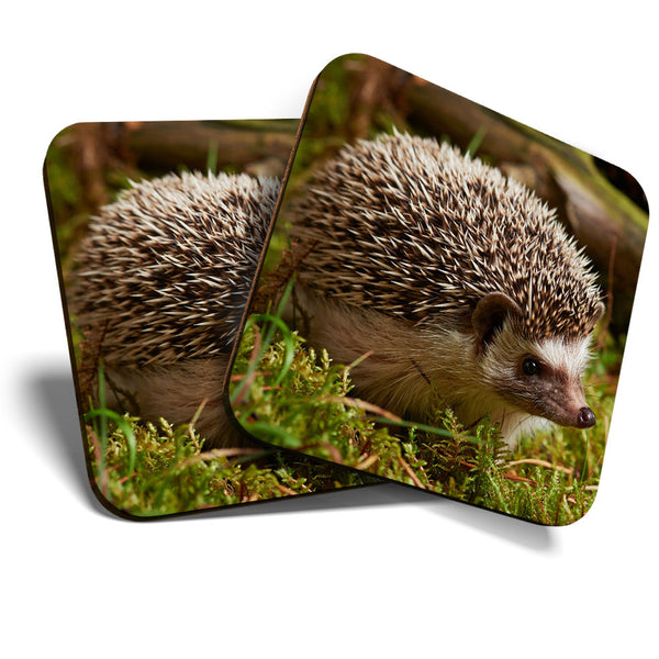 Great Coasters (Set of 2) Square / Glossy Quality Coasters / Tabletop Protection for Any Table Type - Wild Hedgehog Garden Animal  #3344
