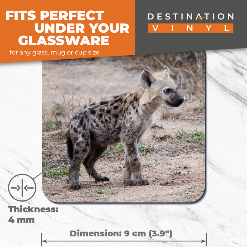 Great Coasters (Set of 2) Square / Glossy Quality Coasters / Tabletop Protection for Any Table Type - Cute Hyena Cub Wild Animal