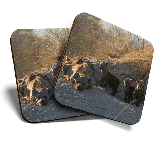 Great Coasters (Set of 2) Square / Glossy Quality Coasters / Tabletop Protection for Any Table Type - Hyena Den Timbavati Africa  #3374
