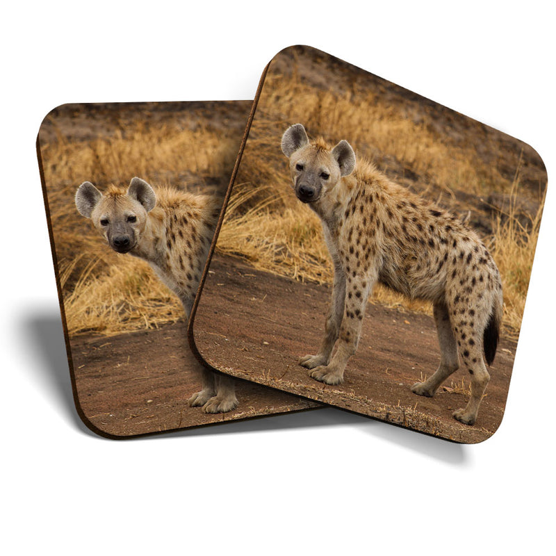 Great Coasters (Set of 2) Square / Glossy Quality Coasters / Tabletop Protection for Any Table Type - Hyena Savannah Wild Animals