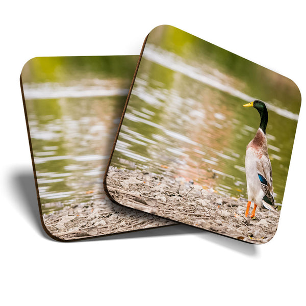 Great Coasters (Set of 2) Square / Glossy Quality Coasters / Tabletop Protection for Any Table Type - Pretty Indian Runner Duck  #3384