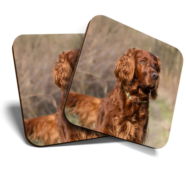 Great Coasters (Set of 2) Square / Glossy Quality Coasters / Tabletop Protection for Any Table Type - Beautiful Red Spaniel Dog  #3390