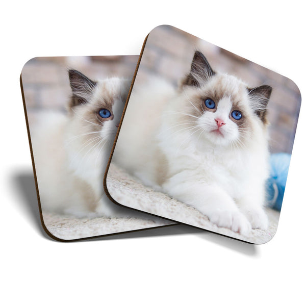 Great Coasters (Set of 2) Square / Glossy Quality Coasters / Tabletop Protection for Any Table Type - Cute White Fluffy Kitten Cat  #3402