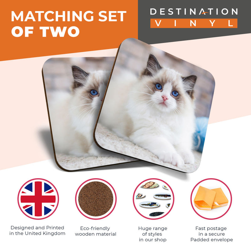 Great Coasters (Set of 2) Square / Glossy Quality Coasters / Tabletop Protection for Any Table Type - Cute White Fluffy Kitten Cat