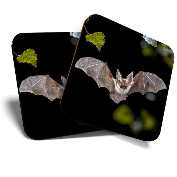 Great Coasters (Set of 2) Square / Glossy Quality Coasters / Tabletop Protection for Any Table Type - Cool Flying Long Eared Bat  #3427