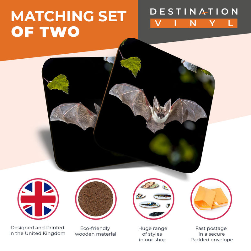 Great Coasters (Set of 2) Square / Glossy Quality Coasters / Tabletop Protection for Any Table Type - Cool Flying Long Eared Bat