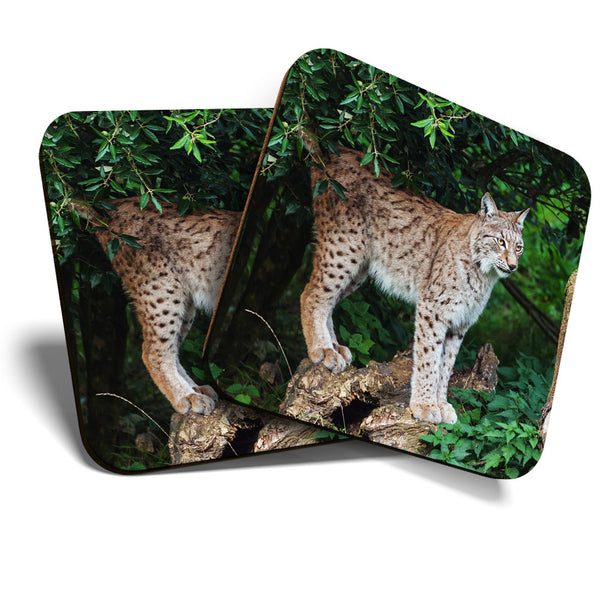 Great Coasters (Set of 2) Square / Glossy Quality Coasters / Tabletop Protection for Any Table Type - Awesome Wild Lynx Cat Animal  #3434