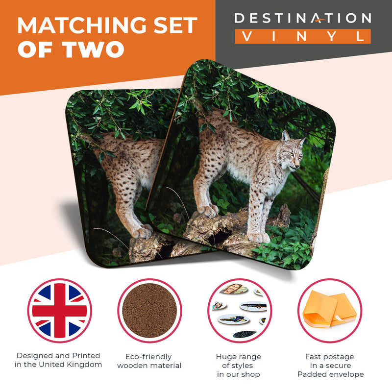 Great Coasters (Set of 2) Square / Glossy Quality Coasters / Tabletop Protection for Any Table Type - Awesome Wild Lynx Cat Animal