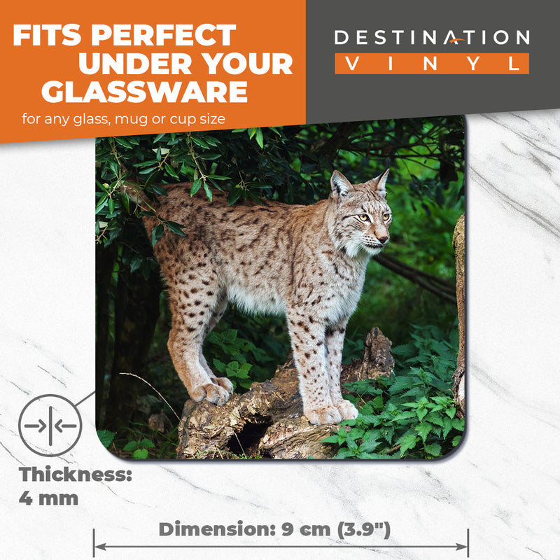 Great Coasters (Set of 2) Square / Glossy Quality Coasters / Tabletop Protection for Any Table Type - Awesome Wild Lynx Cat Animal