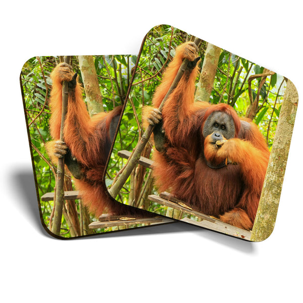 Great Coasters (Set of 2) Square / Glossy Quality Coasters / Tabletop Protection for Any Table Type - Cool Male Sumatran Orangutan  #3446
