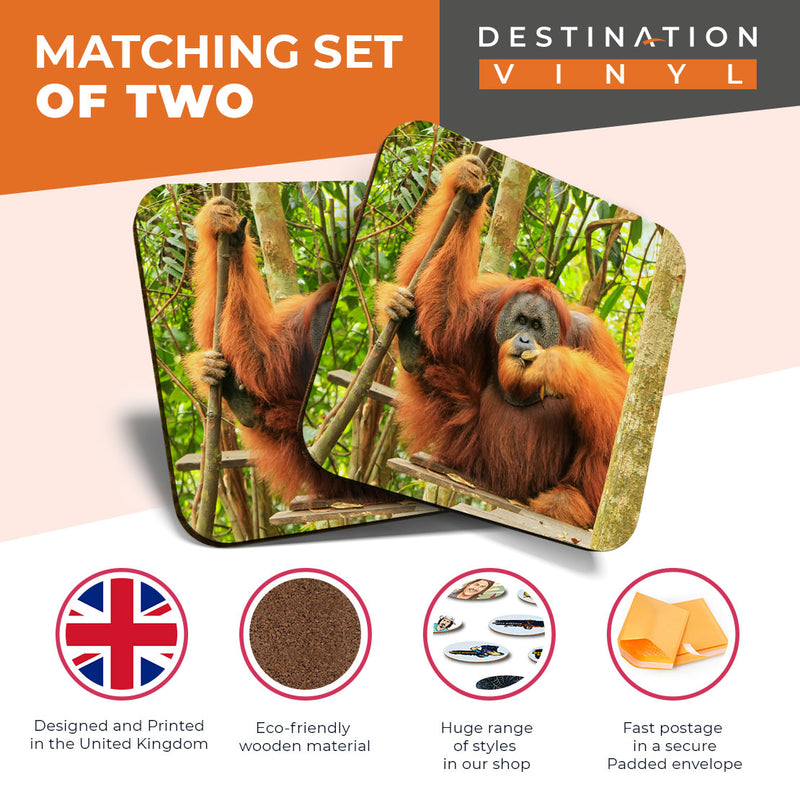 Great Coasters (Set of 2) Square / Glossy Quality Coasters / Tabletop Protection for Any Table Type - Cool Male Sumatran Orangutan