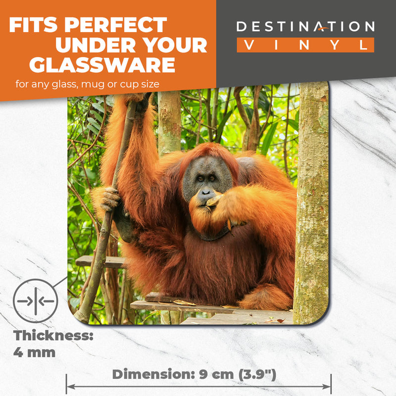 Great Coasters (Set of 2) Square / Glossy Quality Coasters / Tabletop Protection for Any Table Type - Cool Male Sumatran Orangutan
