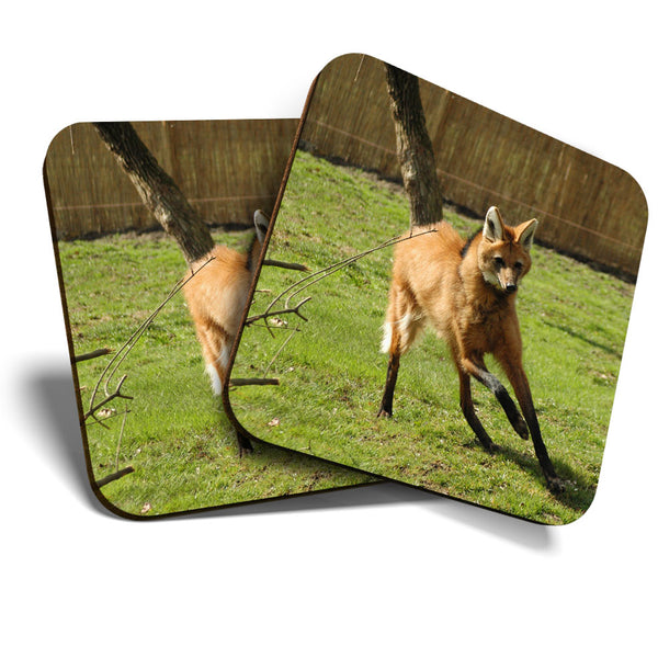 Great Coasters (Set of 2) Square / Glossy Quality Coasters / Tabletop Protection for Any Table Type - Cute Maned Wolf Dog Animal  #3450