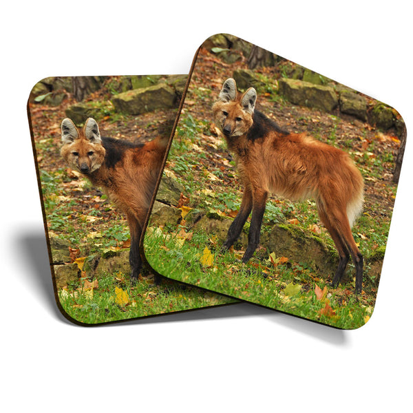 Great Coasters (Set of 2) Square / Glossy Quality Coasters / Tabletop Protection for Any Table Type - Cute Maned Wolf Dog Animal  #3451