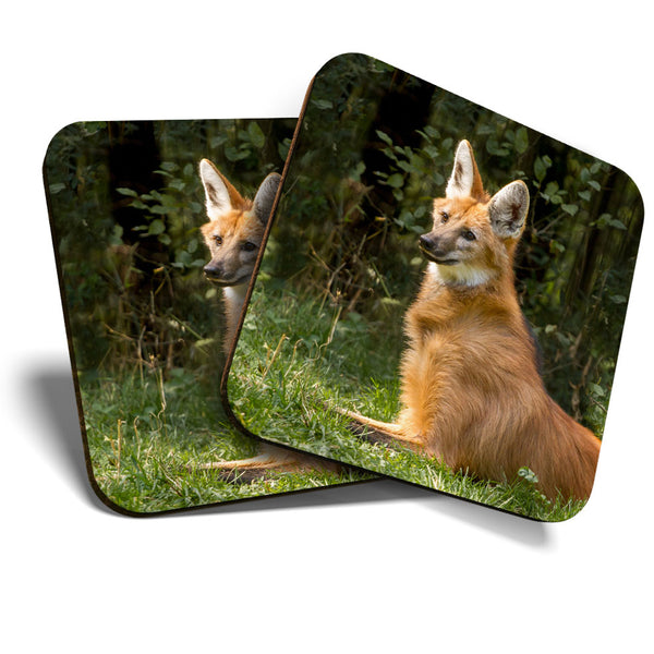 Great Coasters (Set of 2) Square / Glossy Quality Coasters / Tabletop Protection for Any Table Type - Cute Maned Wolf Dog Animal  #3452