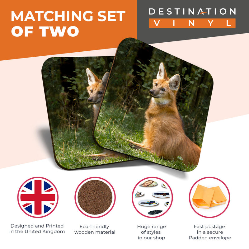 Great Coasters (Set of 2) Square / Glossy Quality Coasters / Tabletop Protection for Any Table Type - Cute Maned Wolf Dog Animal